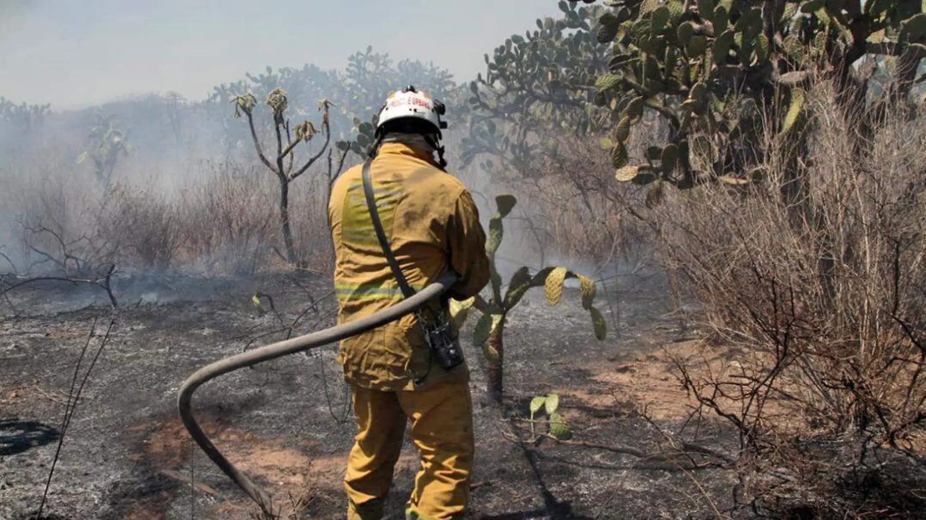 bombero en el bosque de cobos